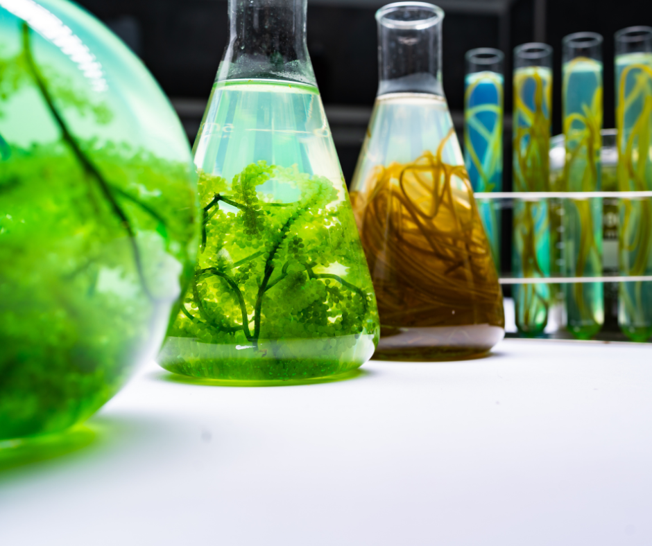 Próbówki z roślinami symbolizujące zielone technologie i innowacyjne projekty